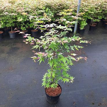 Acer pal. 'Oridono-nishiki'