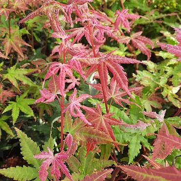 Acer pal. 'Oridono-nishiki'