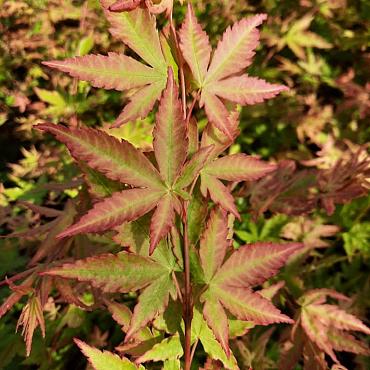 Acer pal. 'Sangokaku'