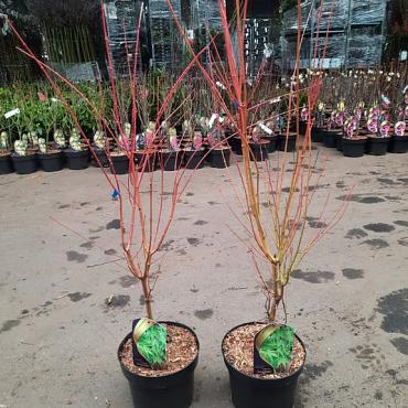 Acer pal. 'Sangokaku'