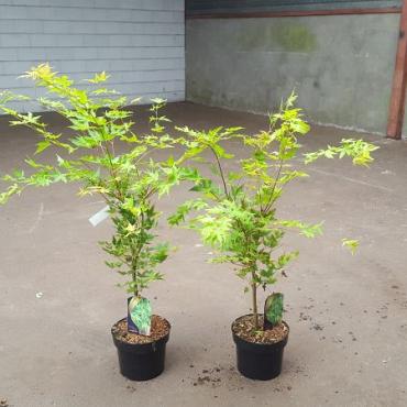 Acer pal. 'Sangokaku'