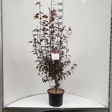 Acer pal. 'Shaina'