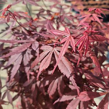 Acer pal. 'Skeeter's Broom'