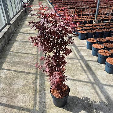 Acer pal. 'Skeeter's Broom'