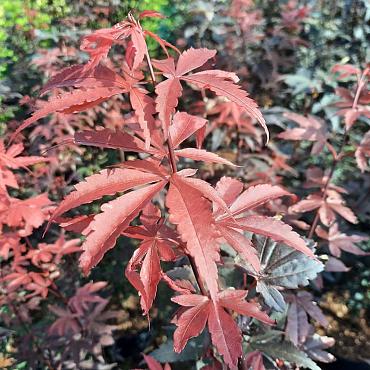 Acer pal. 'Skeeter's Broom'