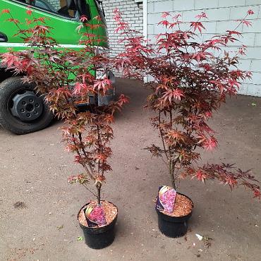 Acer pal. 'Skeeter's Broom'