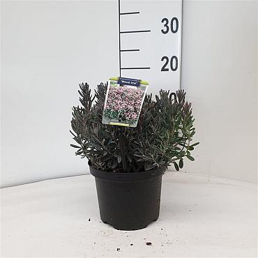Andromeda polifolia 'Blue Ice'