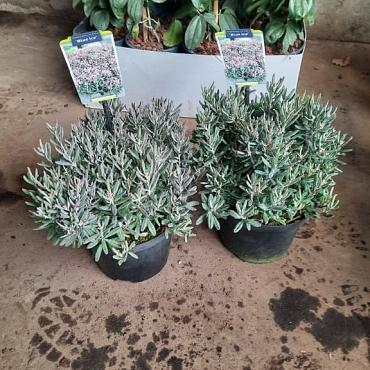 Andromeda polifolia 'Blue Ice'