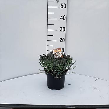 Andromeda polifolia 'Blue Ice'