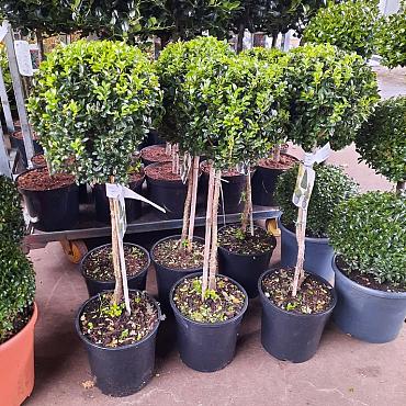 Buxus sempervirens