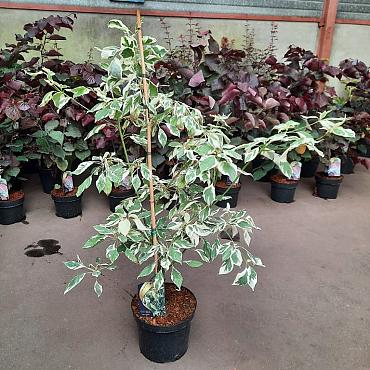 Cornus controversa 'Variegata'