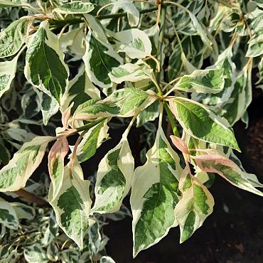 Cornus controversa 'Variegata'