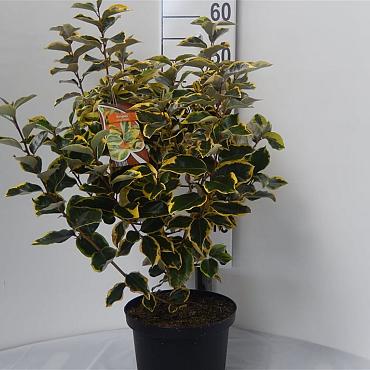 Elaeagnus ebb. 'Gilt Edge'