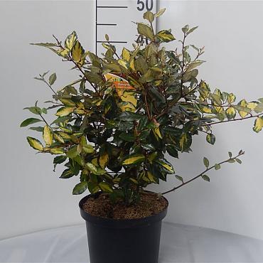 Elaeagnus pungens 'Maculata'