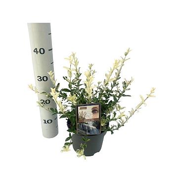 Euonymus fort. 'Harlequin'