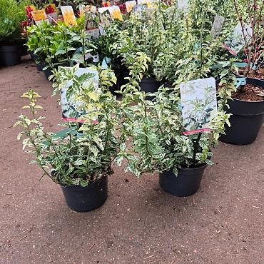 Euonymus fort. 'Harlequin'