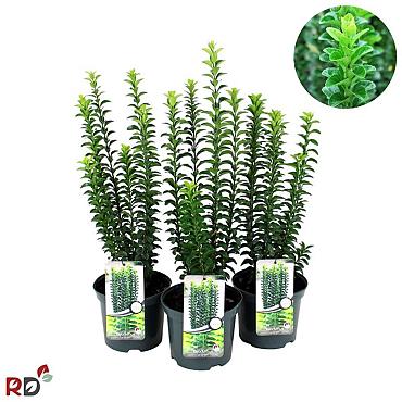 Euonymus jap. 'Green Rocket'