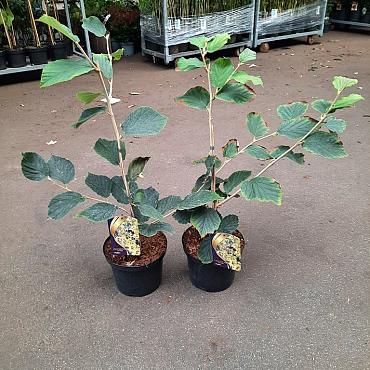 Hamamelis int. 'Pallida'