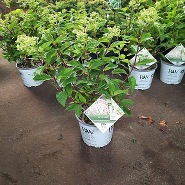 Hydrangea pan. Little Lime