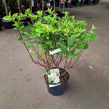 Hydrangea pan. 'Limelight'
