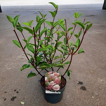 Hydrangea pan. Vanille-Fraise