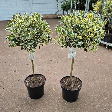 Ilex aq. 'Argentea Marginata'