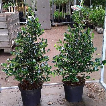 Ilex aq. 'J.C. van Tol'