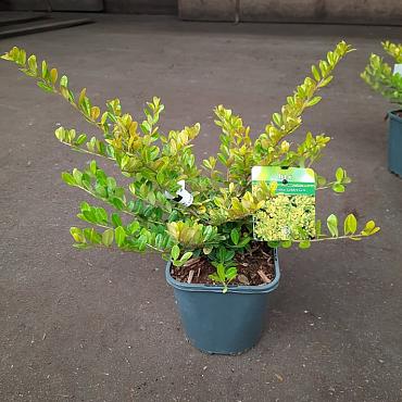 Ilex crenata 'Golden Gem'