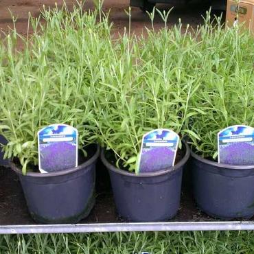 Lavandula ang. 'Hidcote'
