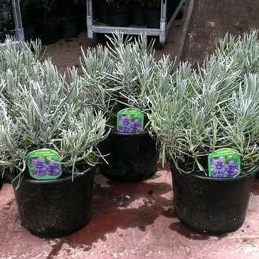 Lavandula ang. 'Munstead'