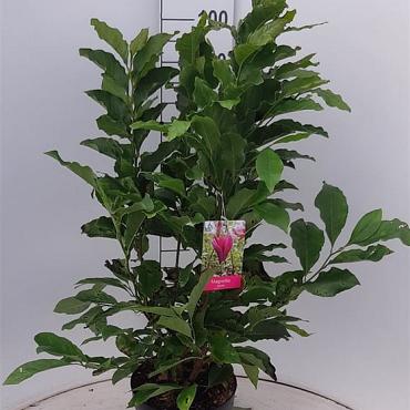 Magnolia 'Susan'