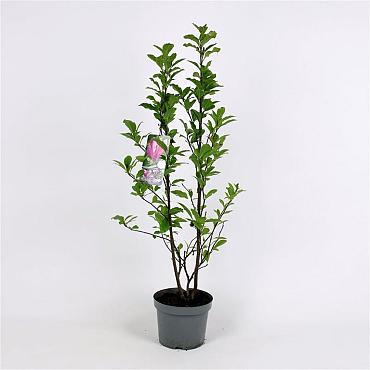 Magnolia 'Susan'