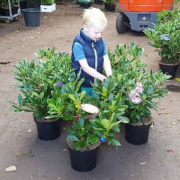 Rhododendron in cultivars