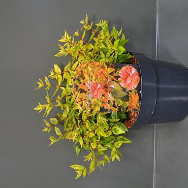 Abelia grandifl. 'Kaleidoscope'