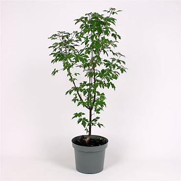 Acer griseum
