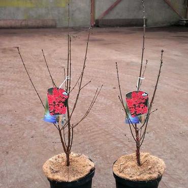 Acer griseum