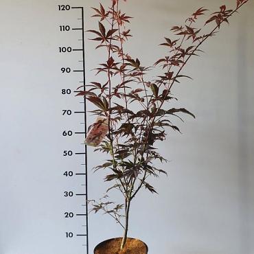 Acer pal. 'Bloodgood'