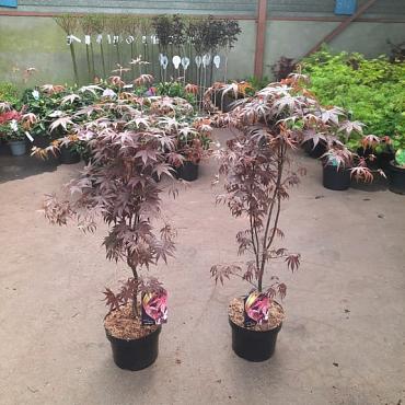 Acer pal. 'Bloodgood'