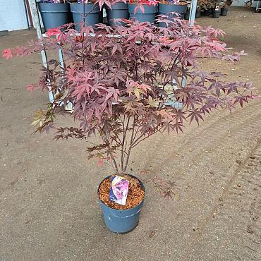 Acer pal. 'Bloodgood'
