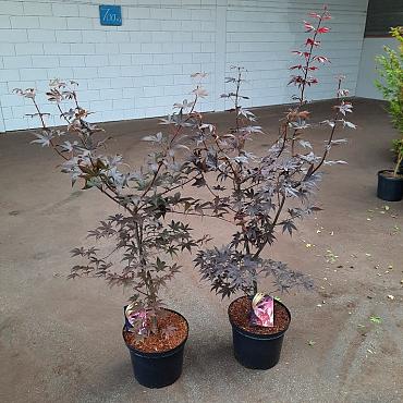 Acer pal. 'Bloodgood'