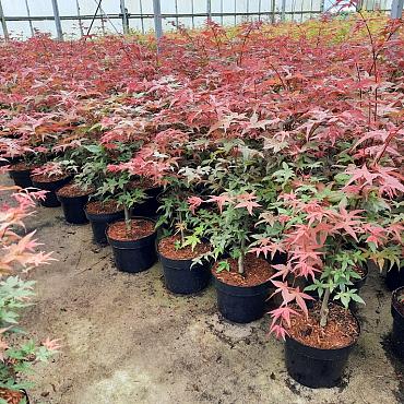 Acer pal. 'Deshojo'