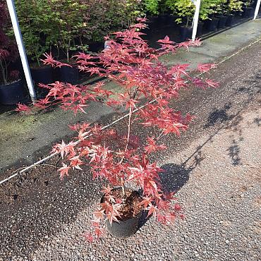 Acer pal. 'Deshojo'
