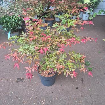 Acer pal. 'Deshojo'