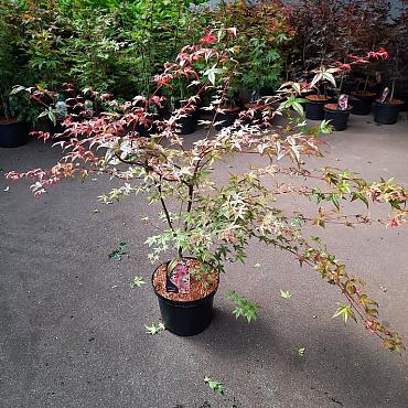 Acer pal. 'Deshojo'