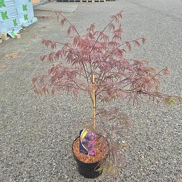Acer pal. 'Garnet'