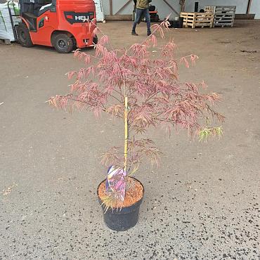 Acer pal. 'Garnet'