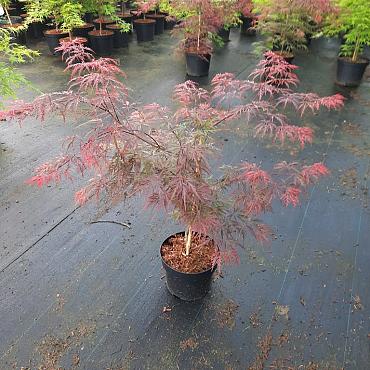 Acer pal. 'Garnet'