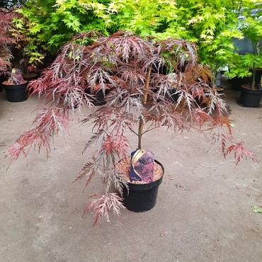 Acer pal. 'Garnet'