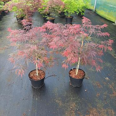 Acer pal. 'Garnet'