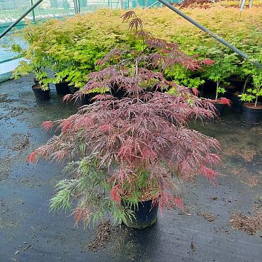 Acer pal. 'Garnet'